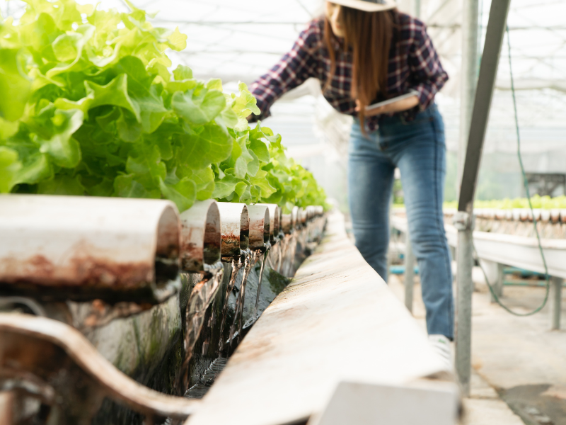 Aquaponics garden setup